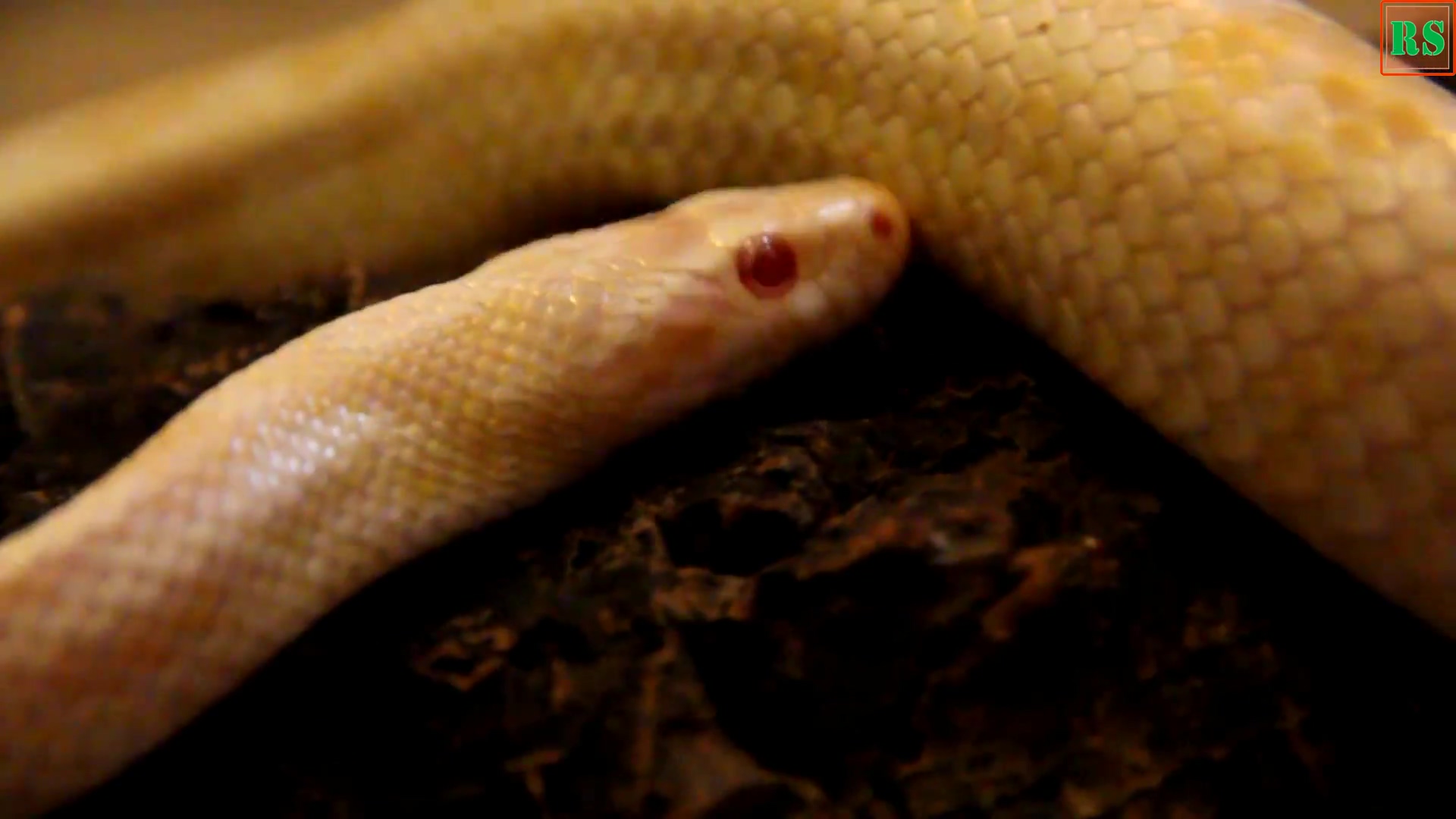 白化蛇-视频素材
