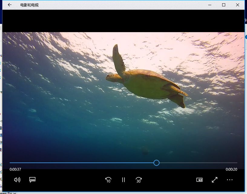 海龟-视频素材