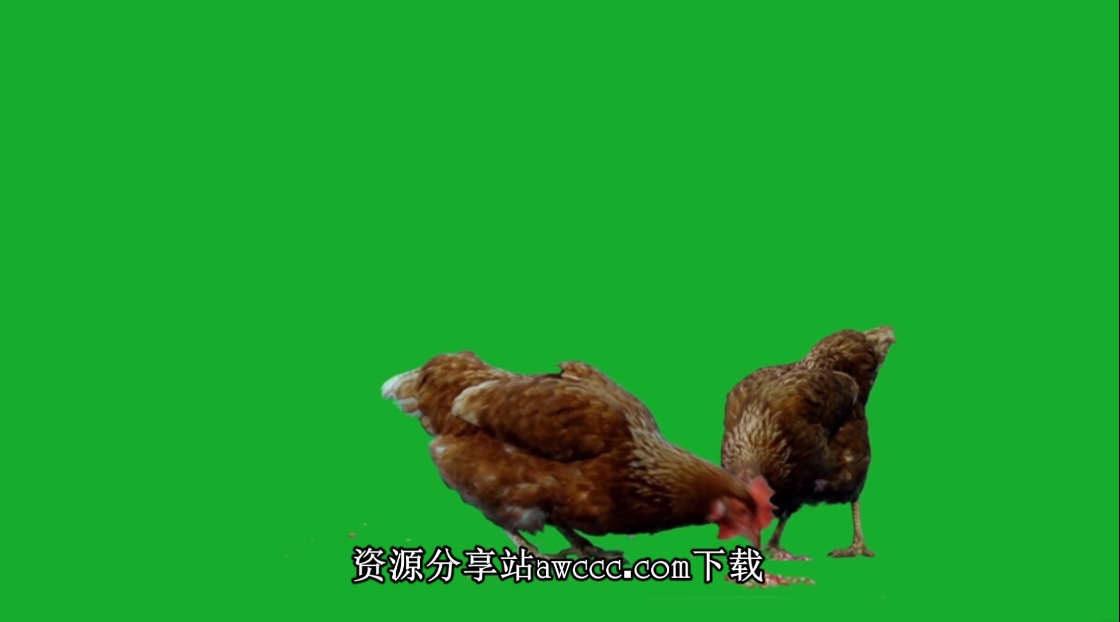 绿色背景，母鸡啄食-视频素材