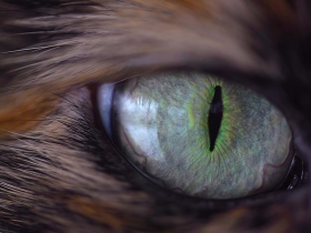 猫眼-高清视频素材