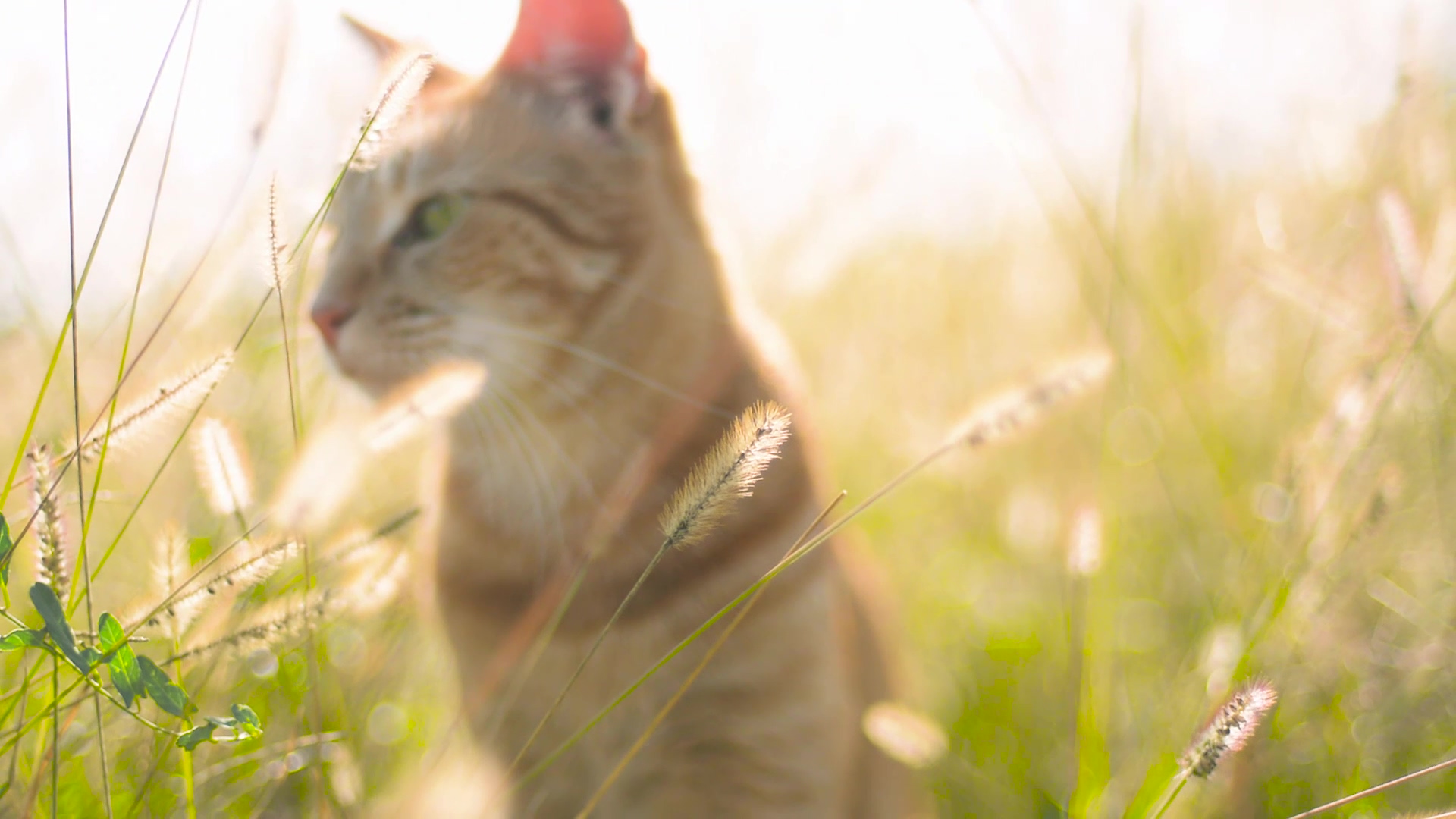 阳光下的小猫-高清视频素材
